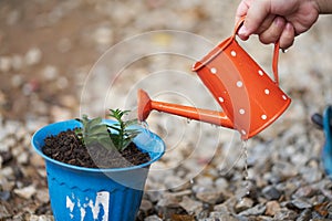 Little toddle boy hand watering plants with orange watering can