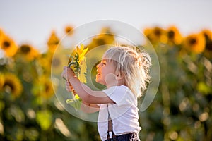 Little toddler boy, child in sunflower field, playing with big flower