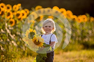 Little toddler boy, child in sunflower field, playing with big flower