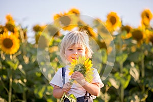 Little toddler boy, child in sunflower field, playing with big flower