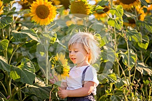 Little toddler boy, child in sunflower field, playing with big flower