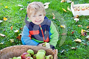 Little toddler boy eating apple