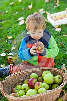 Little toddler boy eating apple