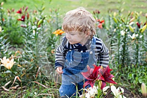 Little toddler boy on lily field in summer