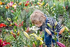 Little toddler boy on lily field in summer