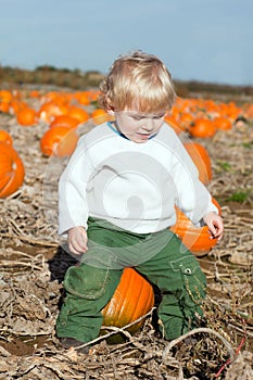 Little toddler boy on pumpkin field