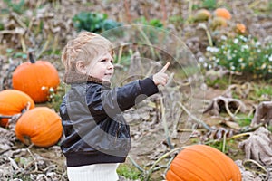 Little toddler boy on pumpkin field
