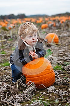 Little toddler boy on pumpkin field