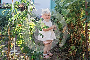 Little toddler girl collects crop of cucumbers on greenhouse in summer. Yellowed withered leaves of cucumbers. last crop of fresh