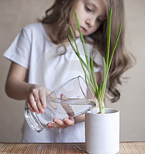 Little toddler girl is holding a transparent glass with water and watering young plant. Caring for a new life. The child`s hands