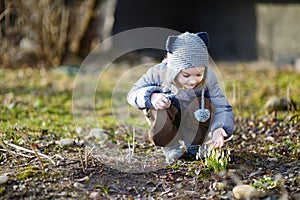 Little toddler girl touching snowdrops