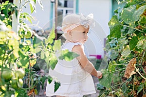 Little toddler girl with white hair blonde collects crop of cucumbers on greenhouse in summer. Yellowed withered leaves of