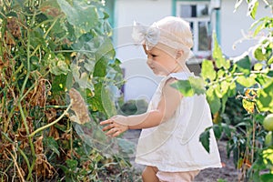 Little toddler girl with white hair blonde collects crop of cucumbers on greenhouse in summer. Yellowed withered leaves of