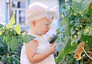 Little toddler girl with white hair blonde collects crop of cucumbers on greenhouse in summer. Yellowed withered leaves of