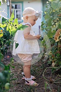 Little toddler girl with white hair blonde collects crop of cucumbers on greenhouse in summer. Yellowed withered leaves of