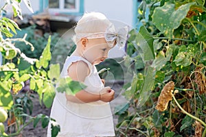 Little toddler girl with white hair collects crop of cucumbers on greenhouse. Yellowed withered leaves of cucumbers. last crop of