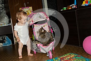 The little toddler rolls his big cat in a small baby toy stroller.