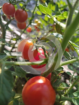 little Tomato cherri in Indonesia