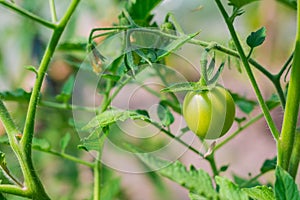 Little tomato growing in greenhouse in a spring