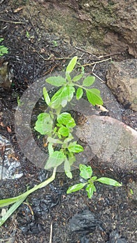 Little tomato plant