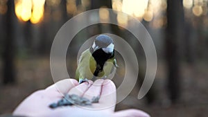 Little tomtit eating meal from arm of young girl against blured sunset at background. Small titmouse pecking food from a