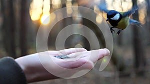 Little tomtit eating meal from arm of young girl against blured sunset at background. Small titmouse pecking food from a