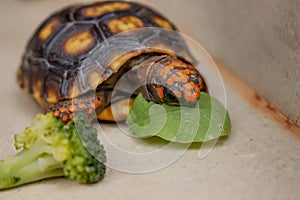 Little tortoise eating arugula and broccoli. It needs to the light sun to grow up stronger and healthy. While they are babies it`s