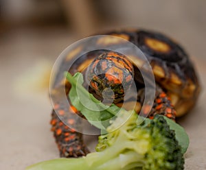 Little tortoise eating arugula and broccoli. It needs to the light sun to grow up stronger and healthy. While they are babies it`s