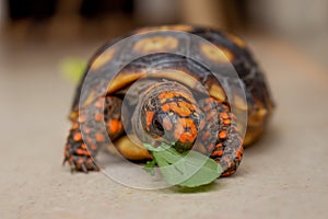 Little tortoise eating arugula and broccoli. It needs to the light sun to grow up stronger and healthy. While they are babies it`s