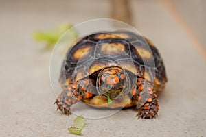 Little tortoise eating arugula and broccoli. It needs to the light sun to grow up stronger and healthy. While they are babies it`s