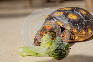 Little tortoise eating arugula. It needs to the light sun to grow up stronger and healthy. While they are babies it`s