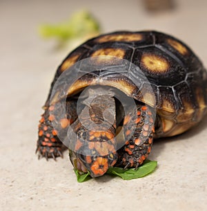 Little tortoise eating arugula. It needs to the light sun to grow up stronger and healthy. While they are babies it`s