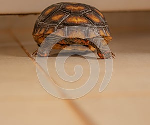 Little tortoise paw.  It needs sunbathe to grow up stronger and healthy. While they are babies we can`t define male or female