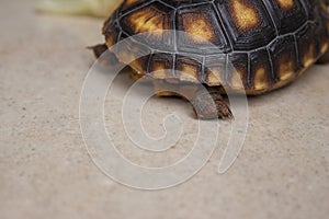 Little tortoise paw.  It needs sunbathe to grow up stronger and healthy. While they are babies we can`t define male or female