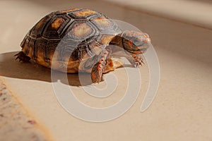 Little tortoise taking sunbath to grow up stronger and healthy. While they are babies we can`t define male or female