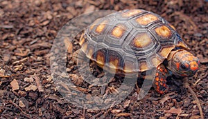 Little tortoise taking sunbath to grow up stronger and healthy. While they are babies we can`t define male or female