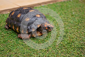 Little tortoise taking sunbath to grow up stronger and healthy. While they are babies we can`t define male or female