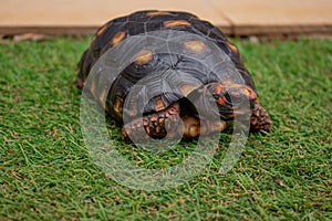 Little tortoise taking sunbath to grow up stronger and healthy. While they are babies we can`t define male or female
