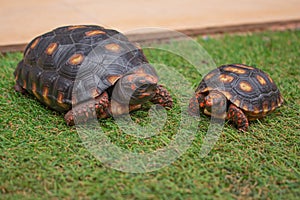 Little tortoise taking sunbath to grow up stronger and healthy. While they are babies we can`t define male or female