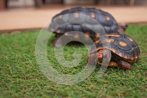 Little tortoise taking sunbath to grow up stronger and healthy. While they are babies we can`t define male or female