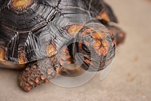 Little tortoise taking sunbath to grow up stronger and healthy. While they are babies we can`t define male or female