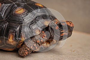 Little tortoise taking sunbath to grow up stronger and healthy. While they are babies we can`t define male or female