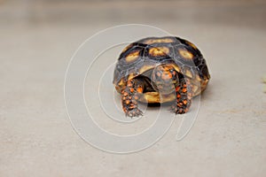 Little tortoise taking sunbath to grow up stronger and healthy. While they are babies we can`t define male or female