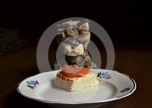 Little toy kitten in front of plate with fish sandwich