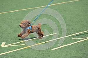 Little toy poodle dog running