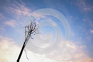 Little tree alon with blue sky