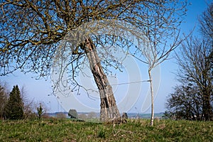 The little tree bearing an old one