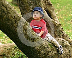 Little Tree Climber