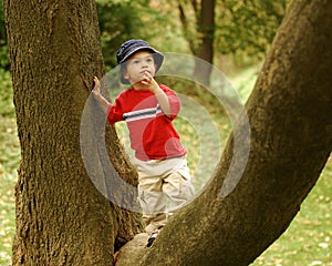 Little Tree Climber