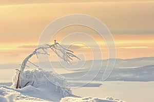 Little tree covered with hoarfrost